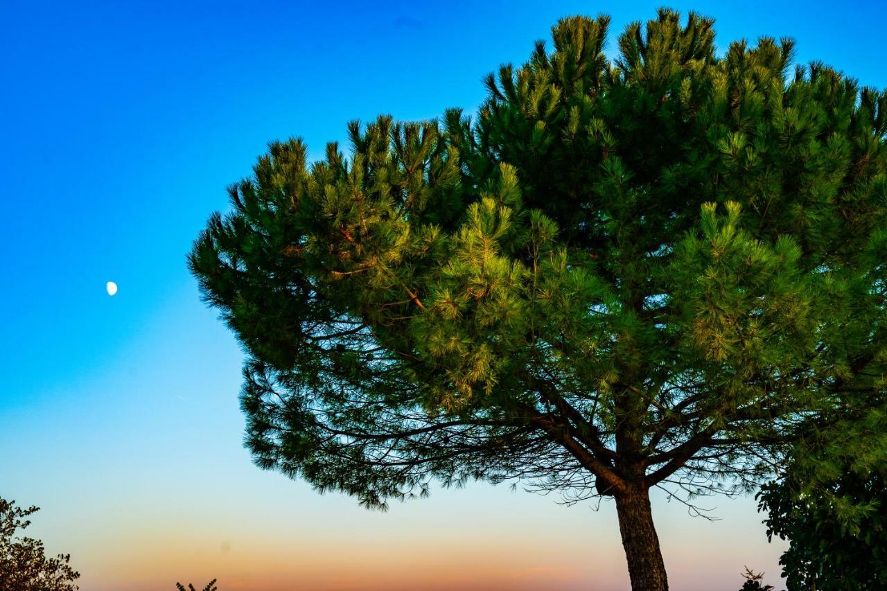 Vila Logis De Bois Roche Saint-Bonnet-sur-Gironde Exteriér fotografie